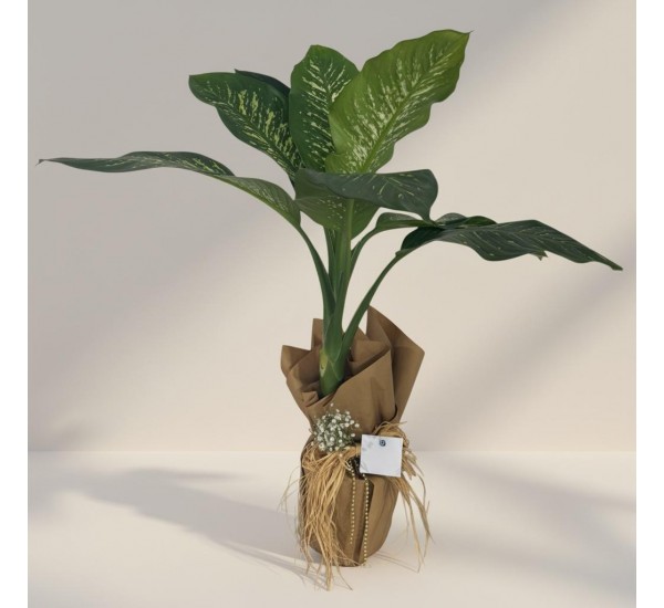 Tropic Dieffenbachia Büyük (110cm)